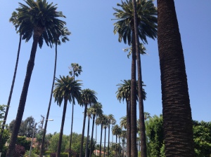 Palm Trees of Beverly Hills